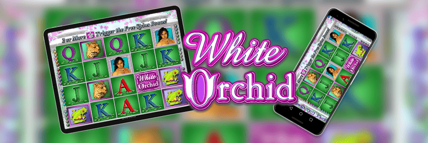 white orchid